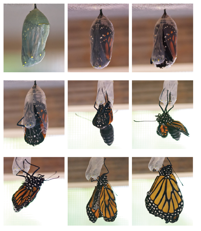 monarchs1