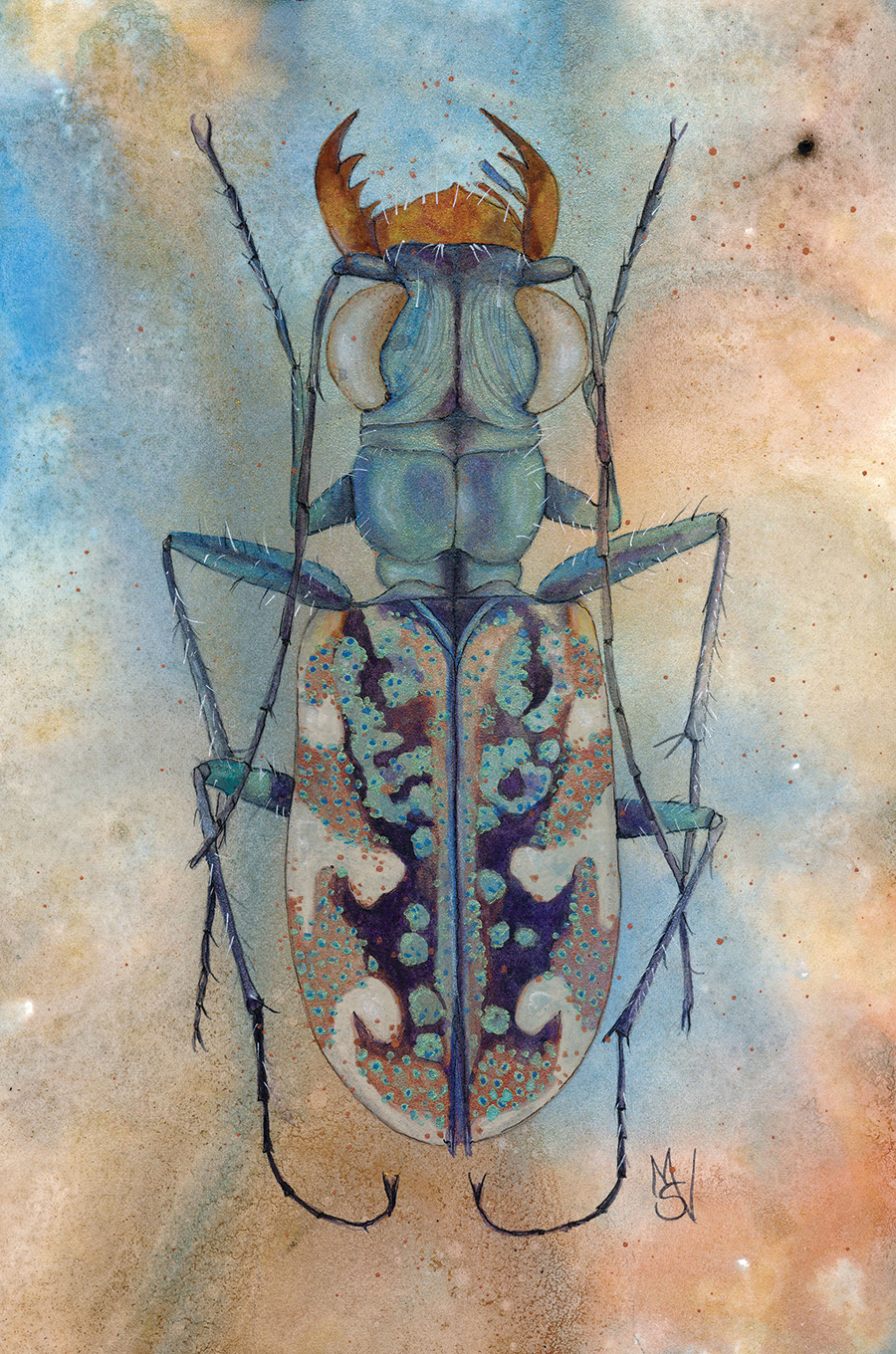 Tiger Beetle, 15 x 12 inches, watercolor
